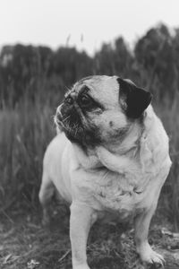 Close-up of a dog looking away