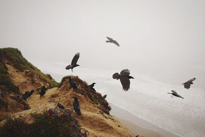 High angle view of ravens over sea against sky