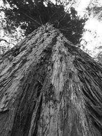 Low angle view of tree trunk