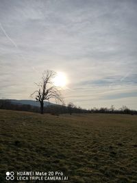 Bare trees on field against sky during sunset