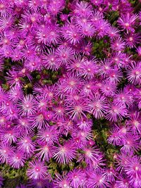 Full frame shot of purple flowering plant