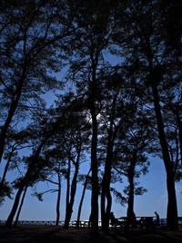 Low angle view of trees against sky