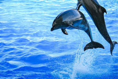 High angle view of swimming in sea