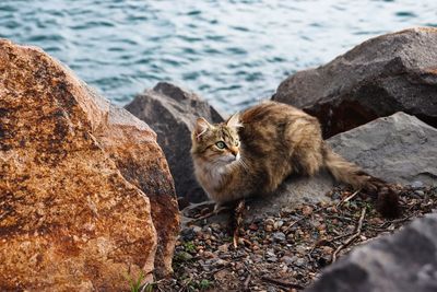 High angle view of cat on rock