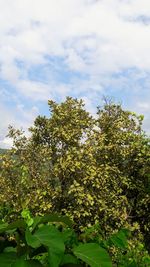 Low angle view of flowering plant against sky