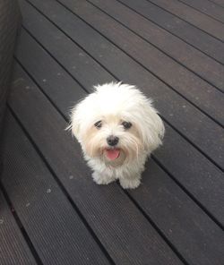 High angle portrait of maltese dog on floorboard