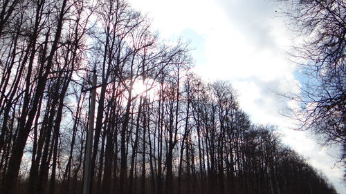 Low angle view of trees against sky