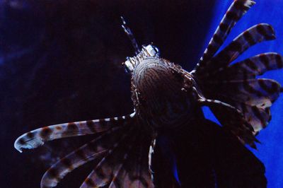 Close-up of fish swimming in sea