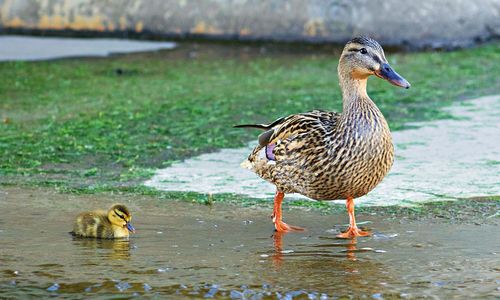 View of birds in water