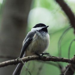 Close-up of bird perching on branch