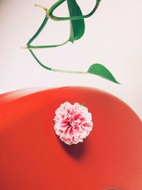 Close-up of flower over white background