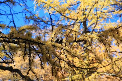 Low angle view of tree against sky