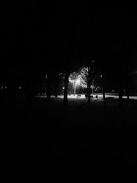 View of illuminated trees at night