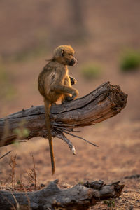 Monkey sitting on tree trunk