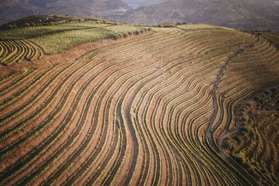 High angle view of agricultural field