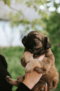 Close-up of dog