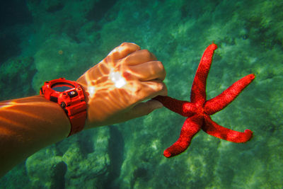 Close-up of hand holding red leaf