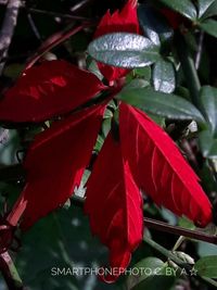 Close-up of red leaves