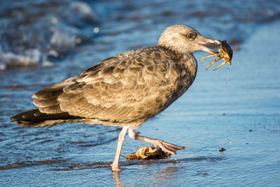 Close-up of bird perching on lake