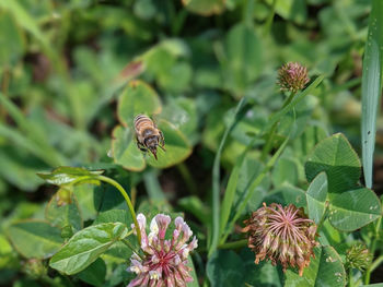 Close-up of insect on flower