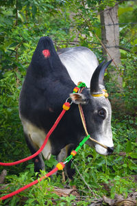 Close-up of a horse on field