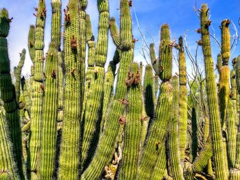 Low angle view of succulent plants on field against sky