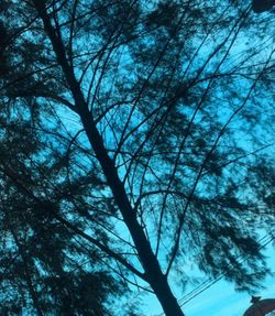 Low angle view of silhouette trees against sky