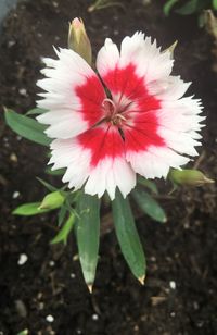 Close-up of red flowers