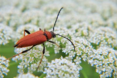 Close-up of insect on flower