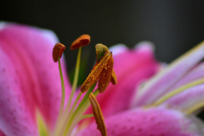 Close-up of honey bee pollinating on purple flower