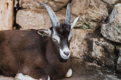 Close-up of goat