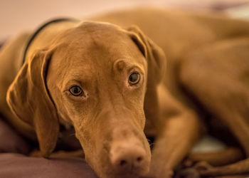 Close-up portrait of dog lying down