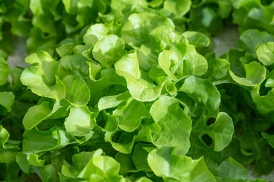 Close-up of fresh green leaves