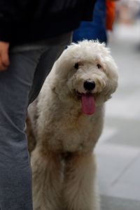 Low section of man sitting dog