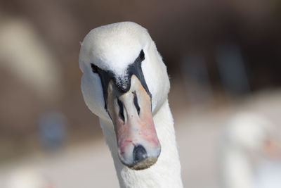 Close-up of swan