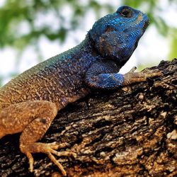 Close-up of lizard on tree