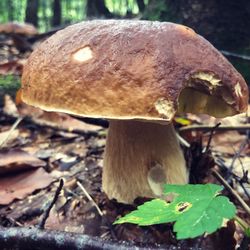 Close-up of mushroom on field