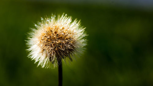 Close-up of wilted dandelion flower