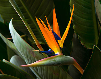 Close-up of orange flowering plant