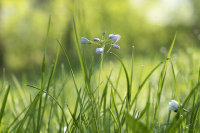 Close-up of flowering plants on field