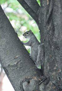 Squirrel on tree trunk