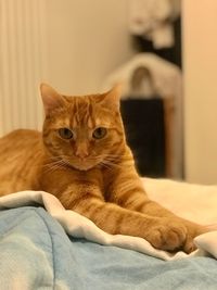 Close-up of a cat lying on bed at home