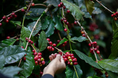 Cropped hand of woman holding berries at farm