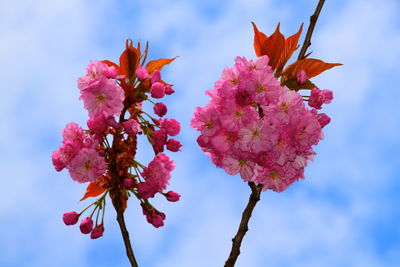 Low angle view of pink cherry blossoms against sky