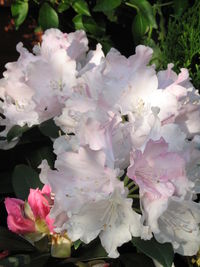 Close-up of pink flowers