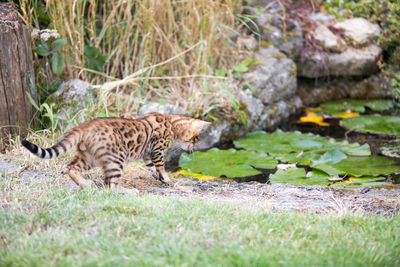 Tiger in a field