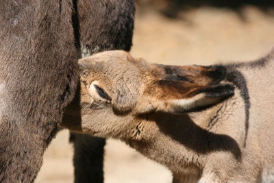 Donkey foal sucking milk from mother closeup shot