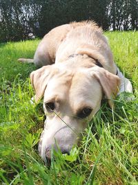 Close-up of dog on field