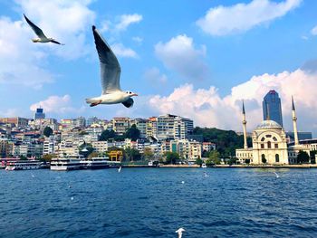 Seagulls flying over buildings in city