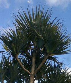 Low angle view of palm tree against sky